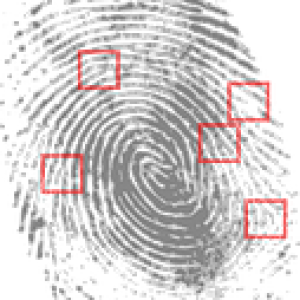 fingerprint-146242__180